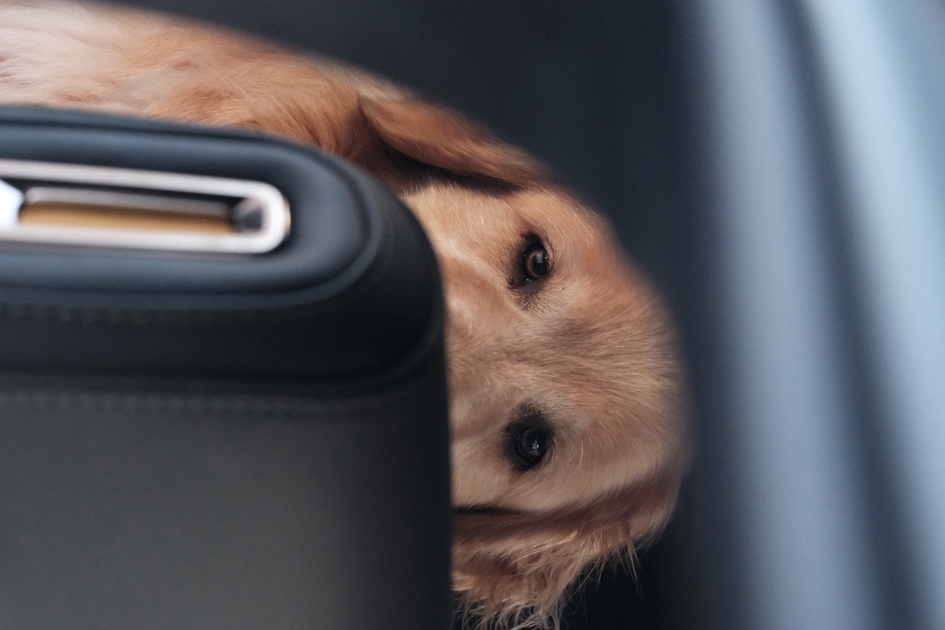 Arlo in the R1T