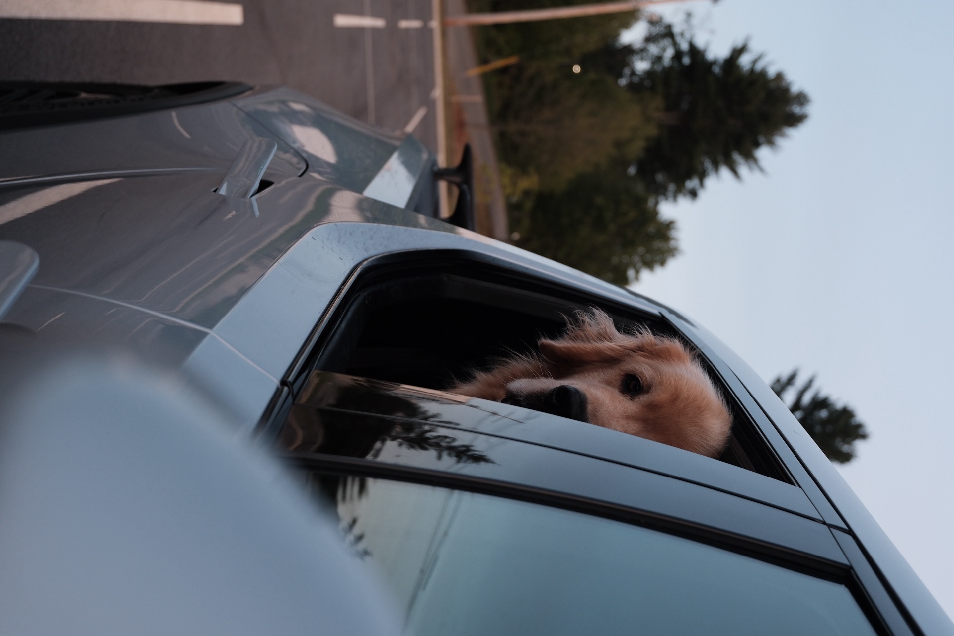 Arlo in the R1T